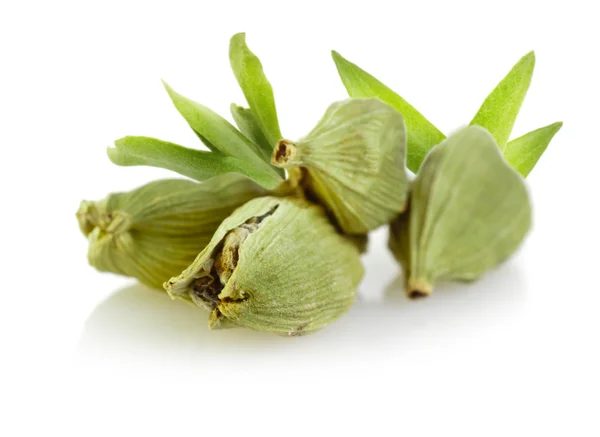Ceylon-Kardamomkapseln